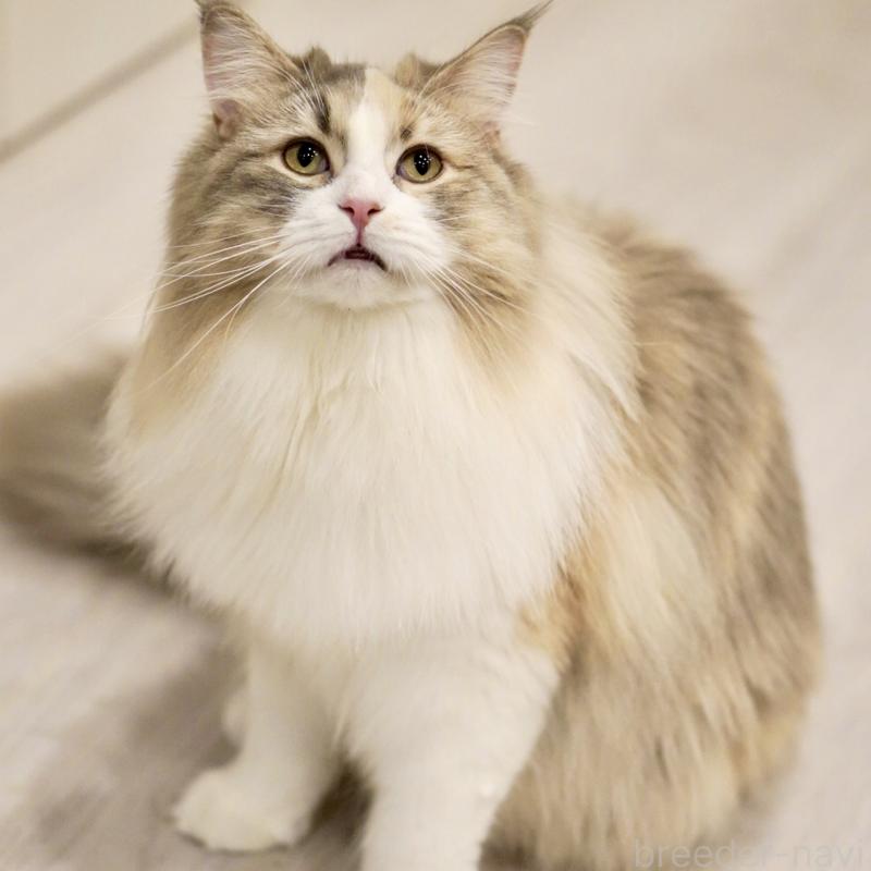 もみじちゃん1枚目